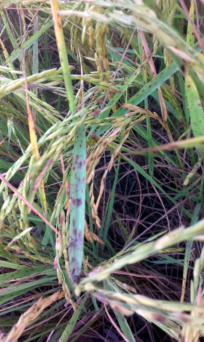 Fungal diseases in crop worry paddy growers