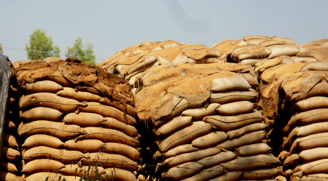 4 lakh wheat bags stored in open rot, FCI rejects stock