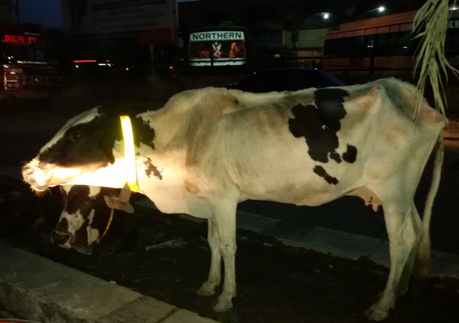 In Muktsar, reflector belts for stray cattle