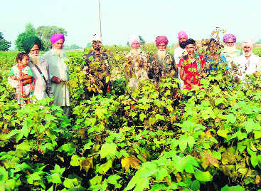 Whitefly: 25 pc Muktsar farmers yet to get relief