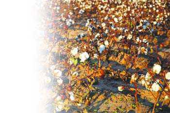 Cotton crop loss: Farm labourers yet to get aid