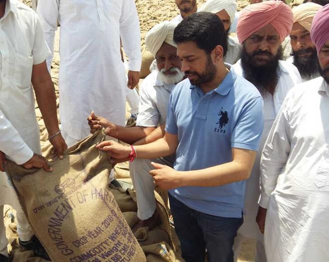 Wheat stacked in bags from Haryana
