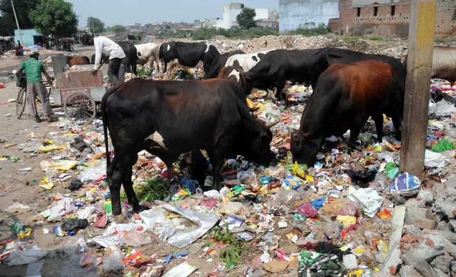 stray menace on city roads One can still witness stray cattle roaming on city roads hitting vehicular traffic the stray cattle menace in city has become a matter of concern after a. stray menace on city roads One can still witness stray cattle roaming on city roads hitting vehicular traffic the stray cattle menace in city has become a matter of concern after a.