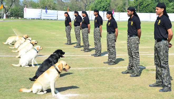 20 dogs have their day at Red Fort