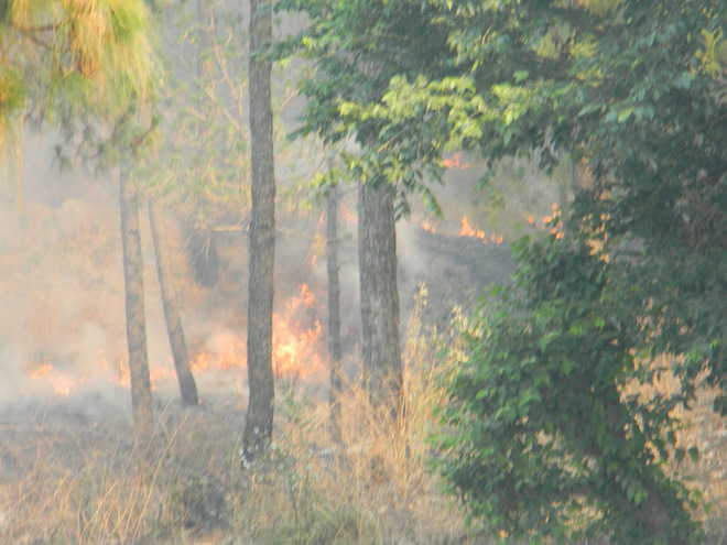 Forest fire rages near Kasauli IAF station