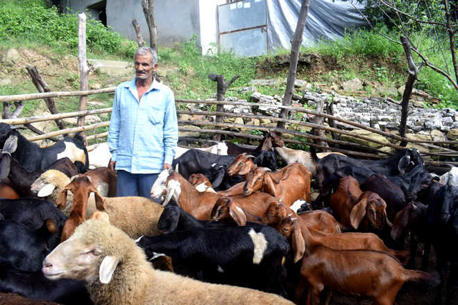 Govt Scheme To Promote Goat Rearing Picks Up In Una The Tribune India