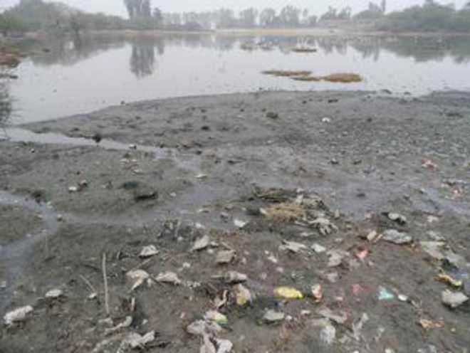 12 more geese found dead in Jind