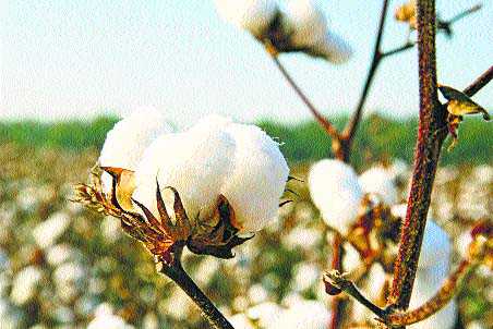 Experts urge caution on GM crops