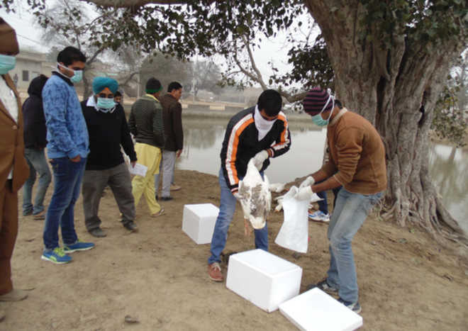 40 ducks die in Abohar, residents blame officials