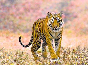 Roaring  success: India’s tiger count surges by 60%
