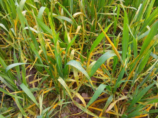 Four more cases of yellow rust in Y’nagar