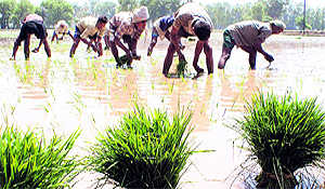 Centre raises concern over paddy in Punjab