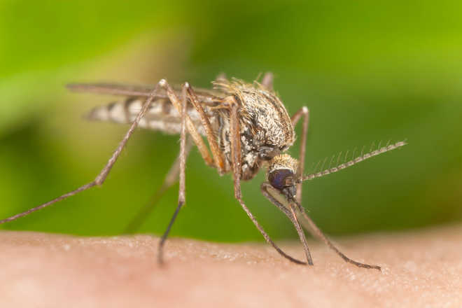 How-spreading mosquitoes can sense you`re at home ready to bite