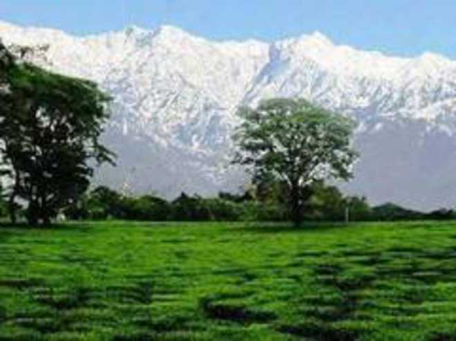 Project to revive Kangra tea industry fails to take off