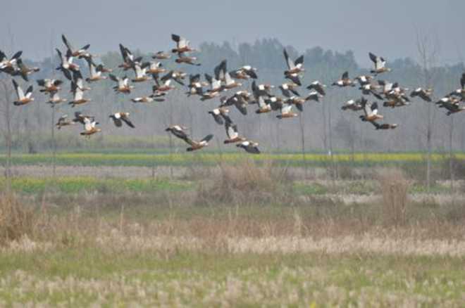 Bird count at Keshopur a record high, say officials