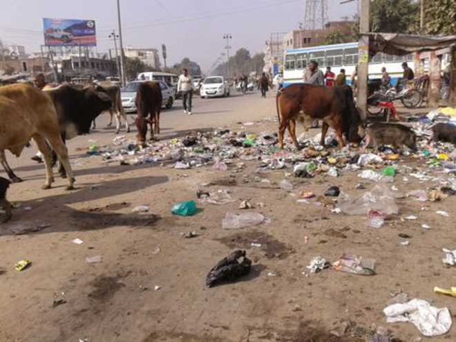 Stray animals create nuisance on roads in Fatehabad
