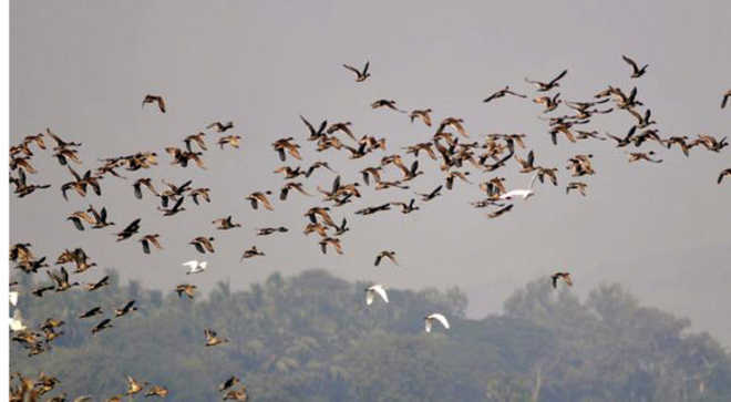 Migratory birds’ census begins at Pong wetland : The Tribune India