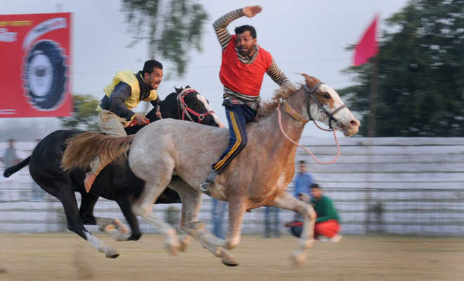 Missing bullock race disappoints sport lovers