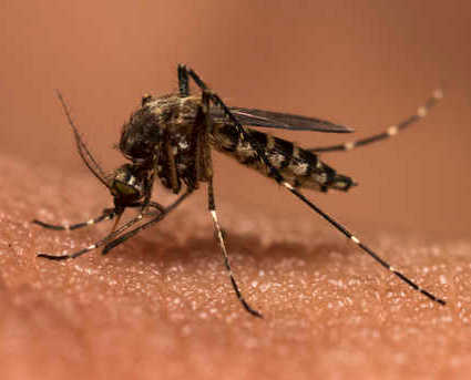 17 more test positive for dengue