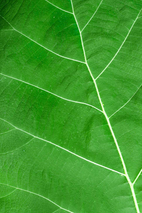 Now, derive electricity from photosynthesis