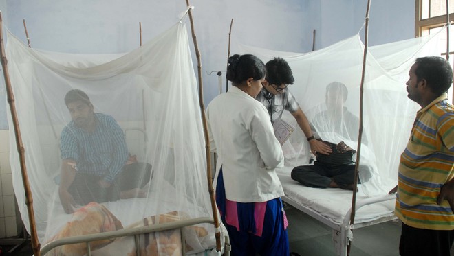 Dengue panic benefits private hospitals : The Tribune India