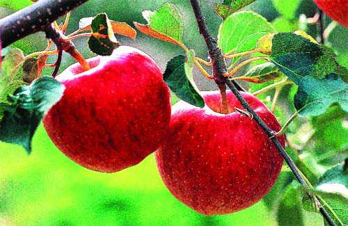 Import of apple plants raises concern among farmers