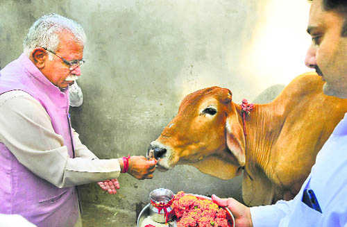 Cow slaughter to invite three-year jail in Haryana