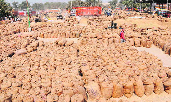 ‘Last-minute’ basmati price surge fails to enthuse farmers