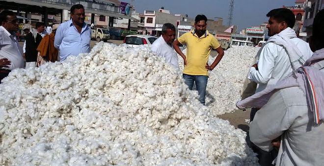 1.75 lakh acres of cotton damaged by whitefly in Jind