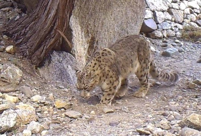 Climate change may hit snow leopards