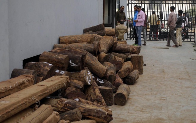 15 tonnes of sandalwood worth crores seized in Manesar