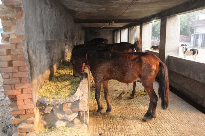 Shelter home for stray cattle in city in need of rescue