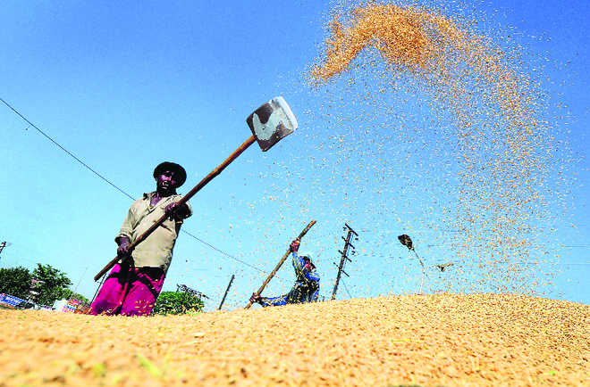 Paddy lifted, but growers yet to be paid