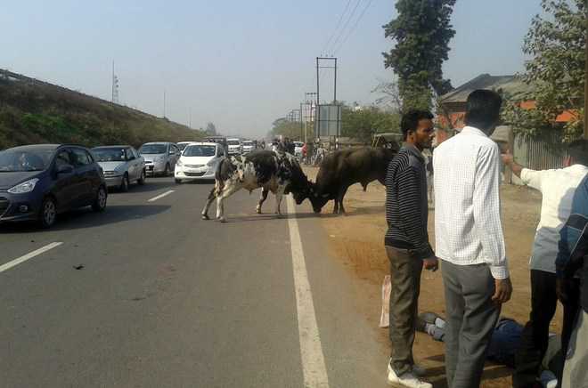 Bull gores man to death at Khanna