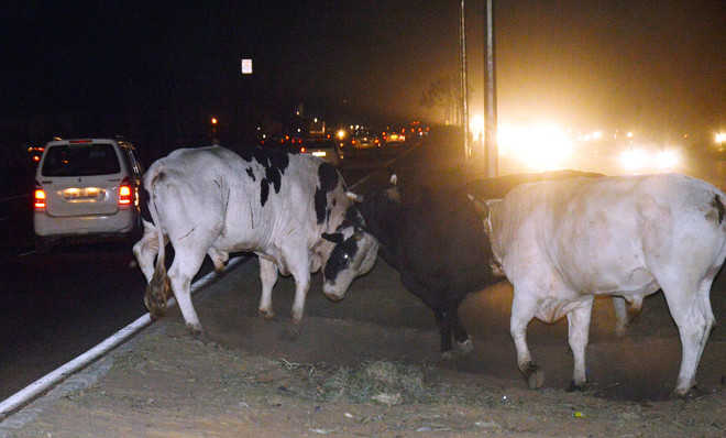 Deaths due to stray cattle: Authorities continue to sleep