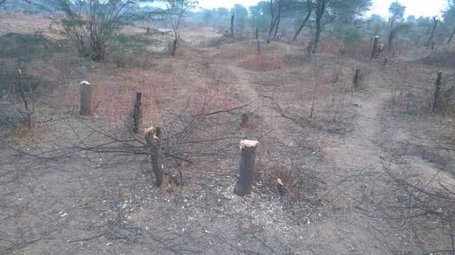 Illegal felling of trees goes on in Mahendragarh villages