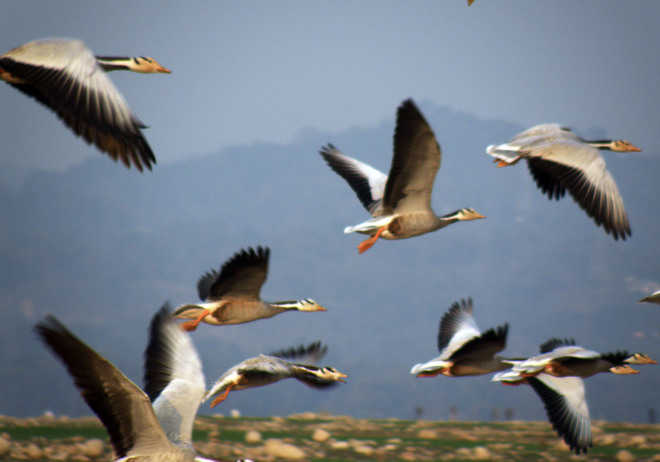 Over 78,000 winged visitors in Pong Dam lake this year