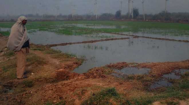 Nazafgarh drain contaminates fields