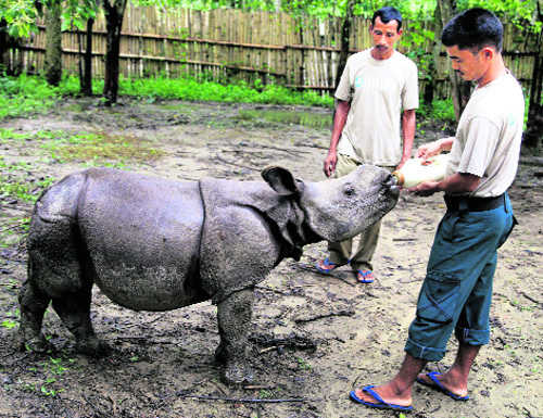 1,200 smart guards to protect Kaziranga rhinos