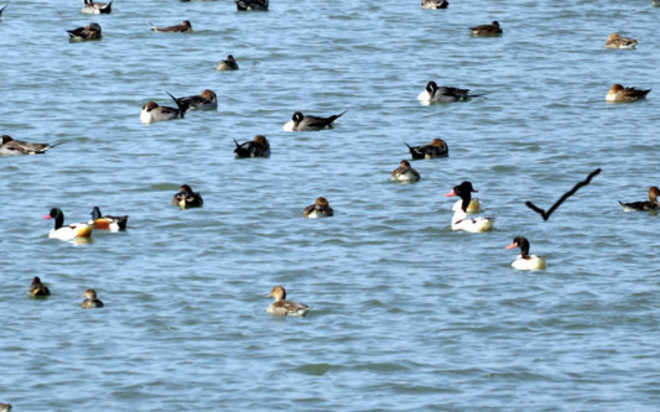 Common shelduck spotted first time in Nangal