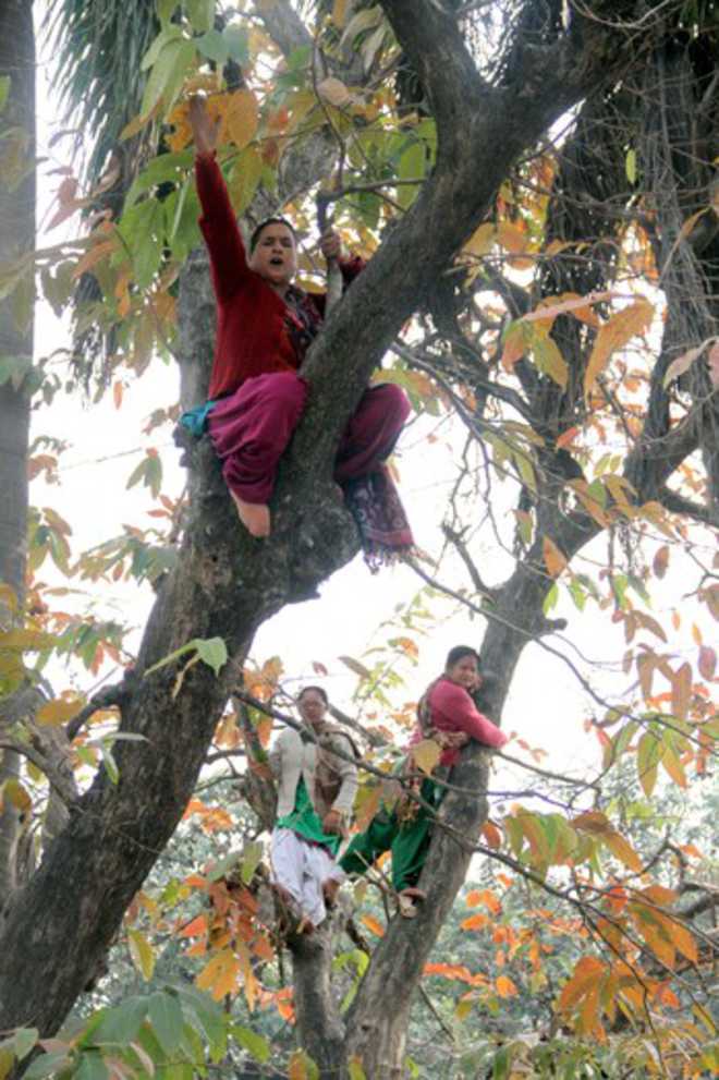 3 women agitators climb tree The Tribune India