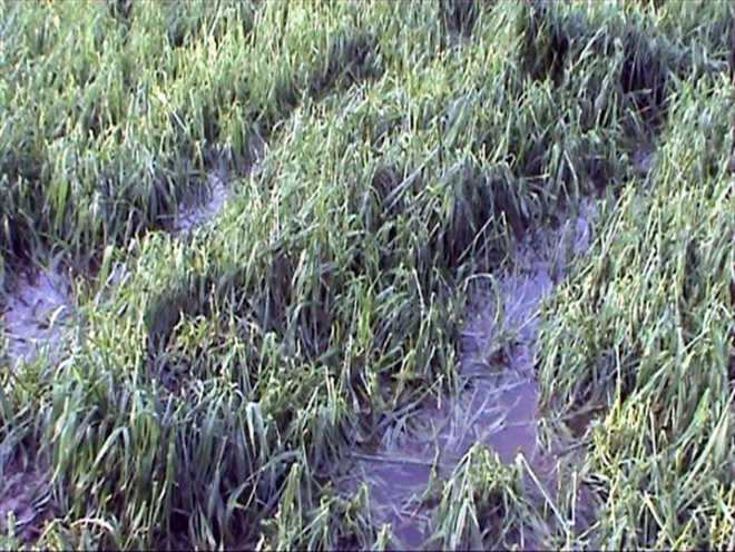 Hailstorm ruins wheat, vegetable crops