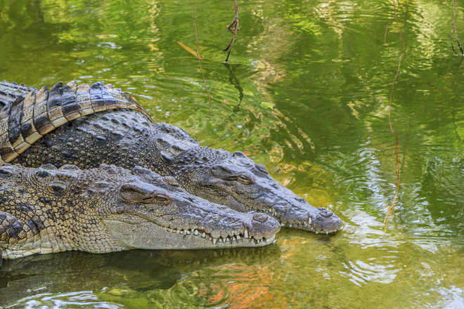 Chockablock with crocs: 7 species rocked ancient Amazon basin