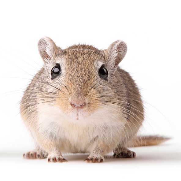 Gerbils, not rats, may have fuelled 14th century European plague
