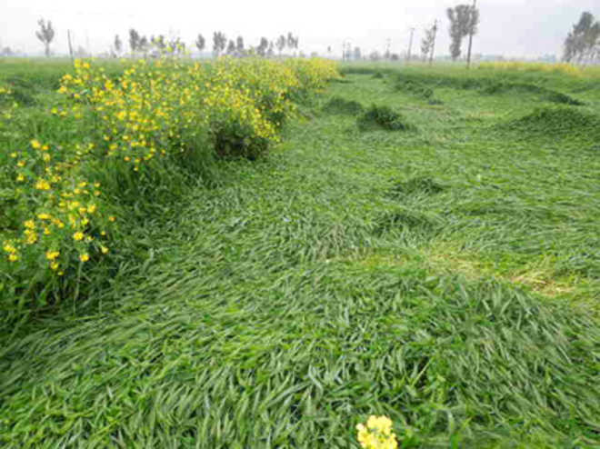 Rain, high-speed winds damage crops in Malwa