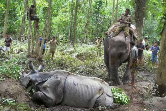 Assam Governor summons Forest Minister over rhino poaching