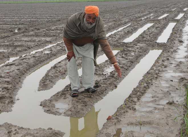 Rain takes toll on crops in Majha too