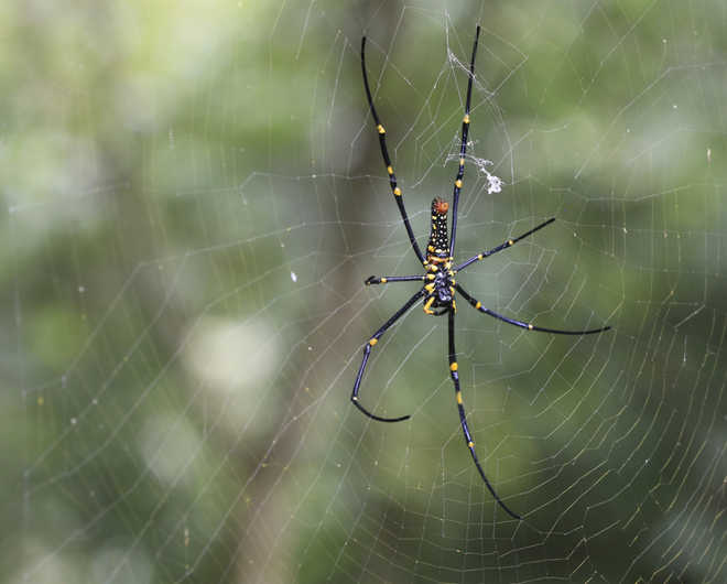 Spider venom compounds can relieve chronic pain