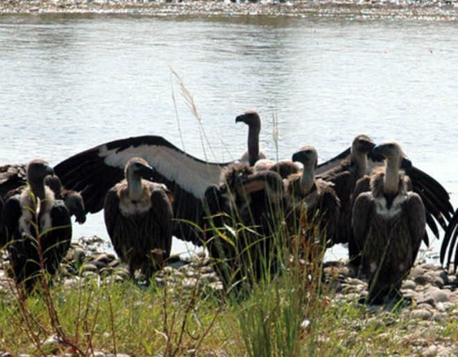 Kangra has India’s largest Asian white-backed vultures