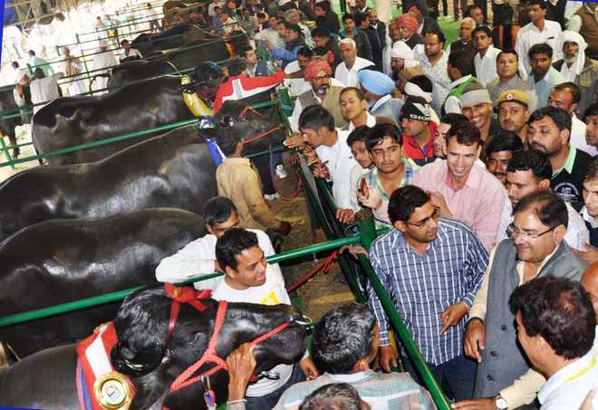 Brands of Murrah bulls worth crores, but not for sale